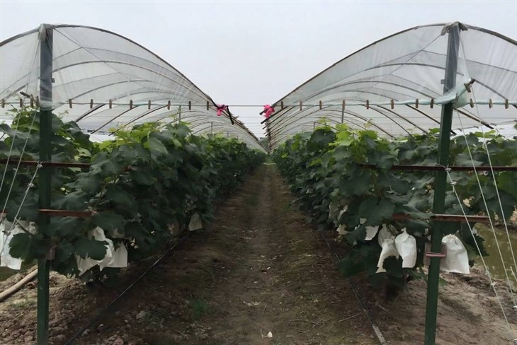 Grapevine Cover Film